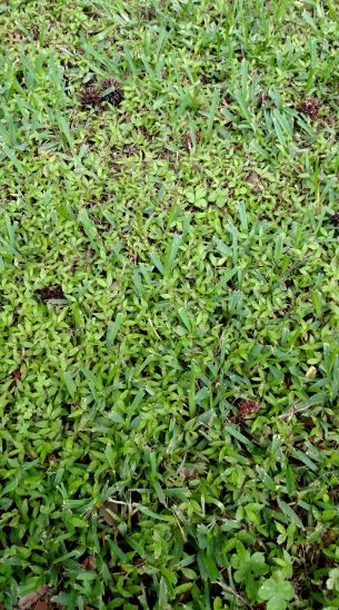 how to kill weeds in st augustine grass