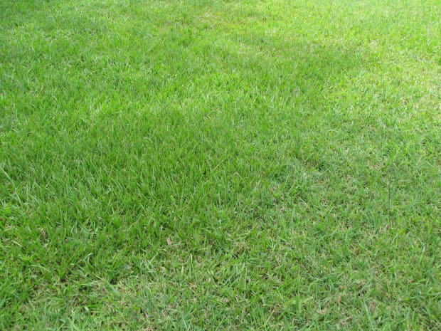 how do you kill weeds in bahia grass