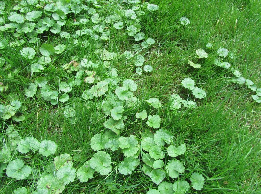 does scotts weed and feed kill creeping charlie
