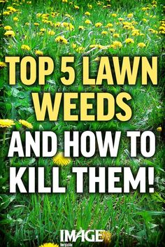 how to kill weeds not grass