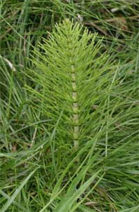 what kills horsetail weeds