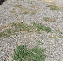 how to kill weeds in gravel driveway