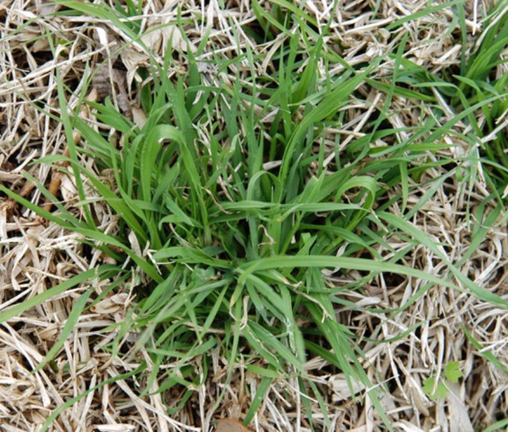 does weed killer work in cold weather