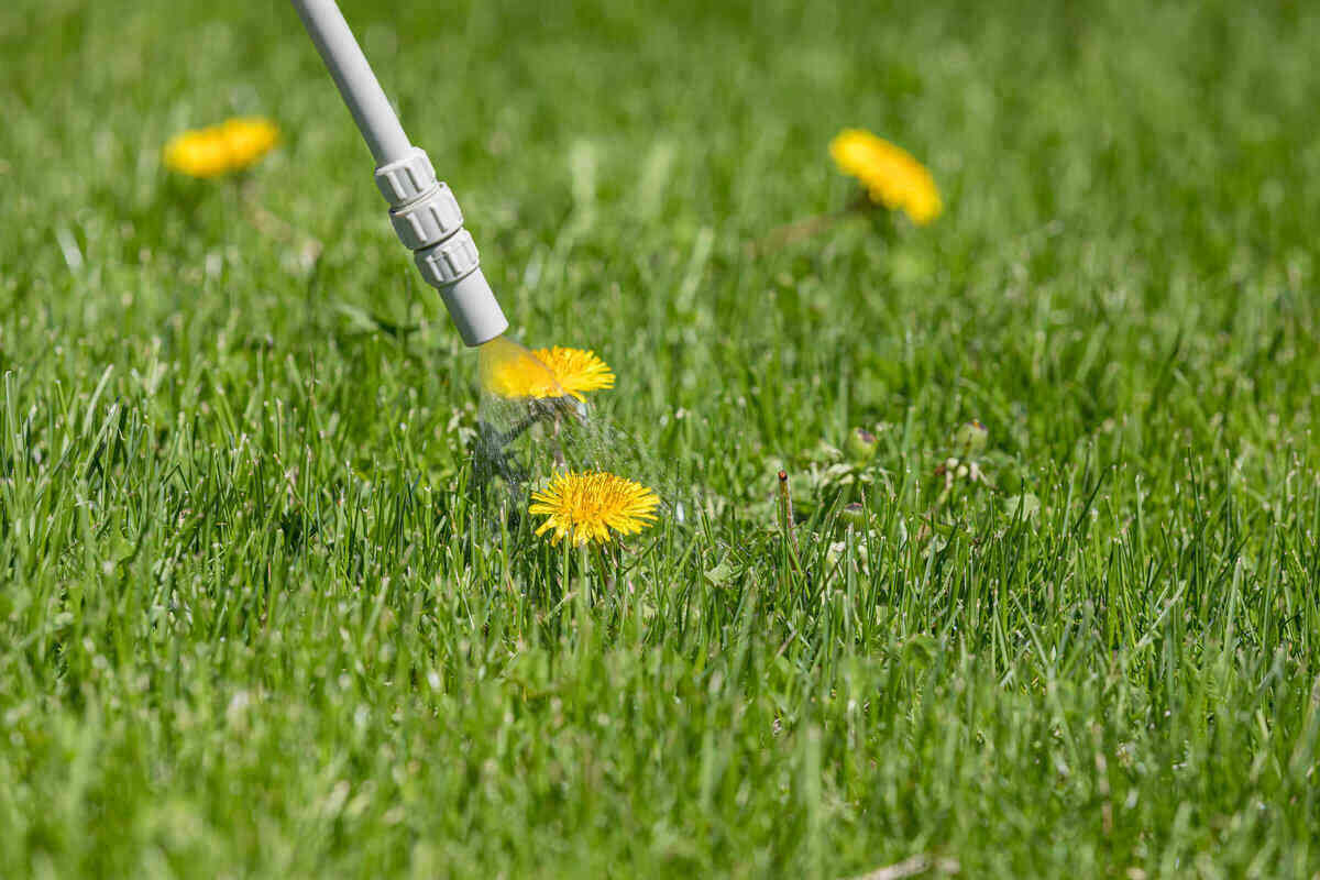 when to apply weed killer to lawn