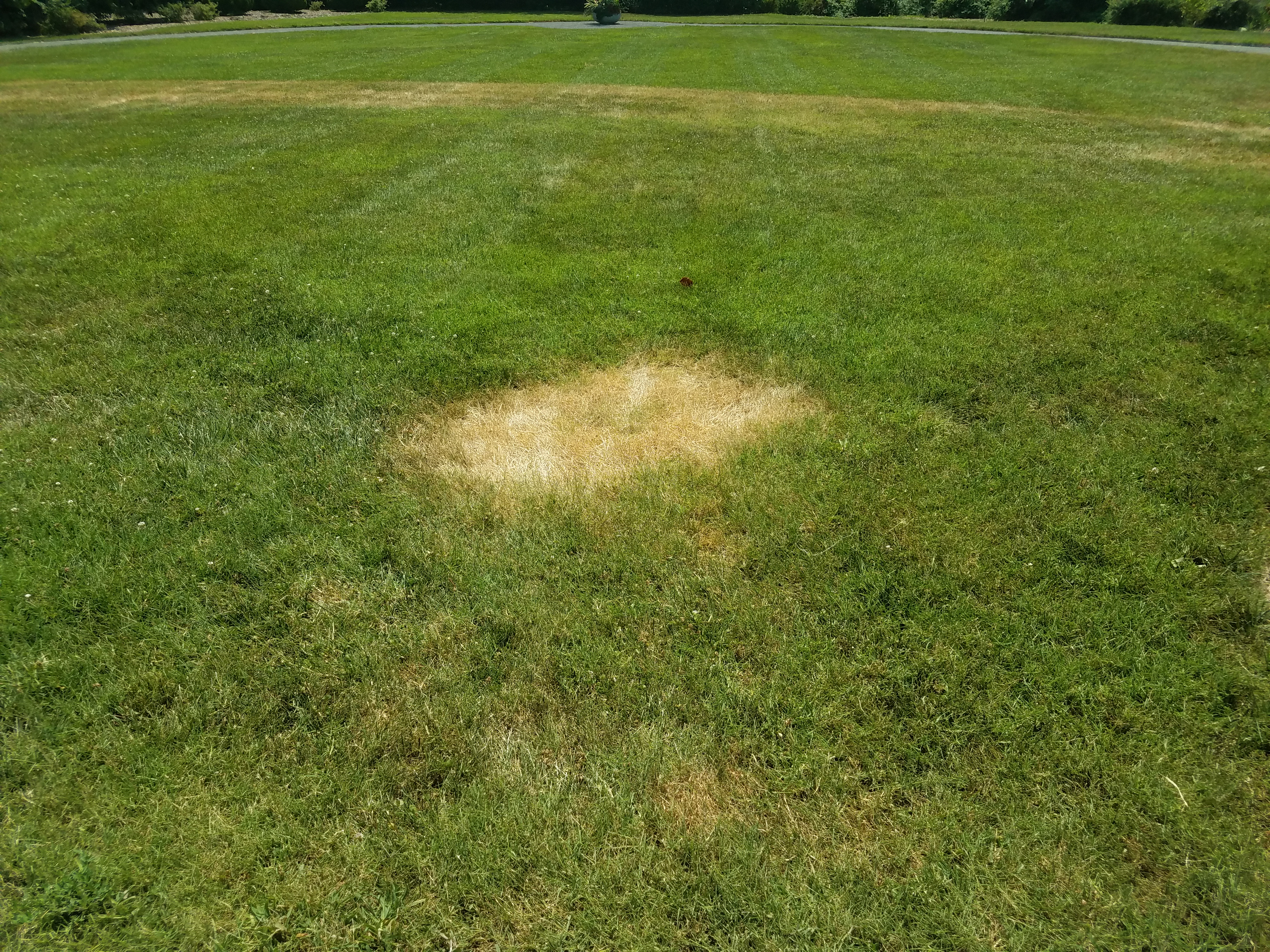 will grass grow back after weed killer