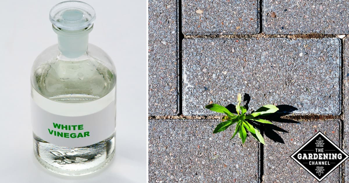 does vinegar kill weeds