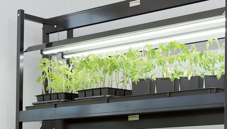 do grow lights make plants grow faster
