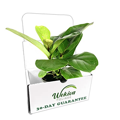 Fiddle Leaf Fig - Live Plant in a 4 Inch ...