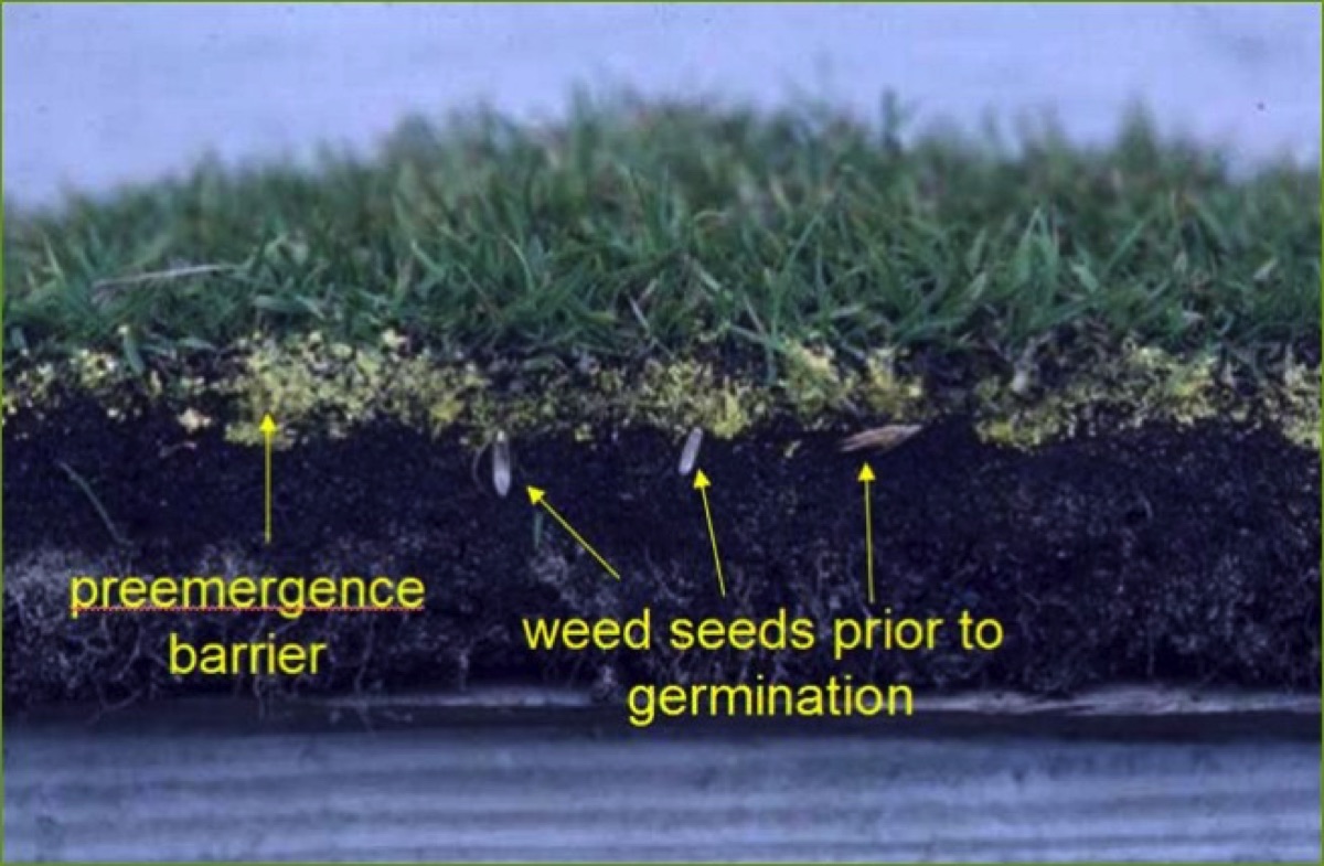 how often to spray weed killer