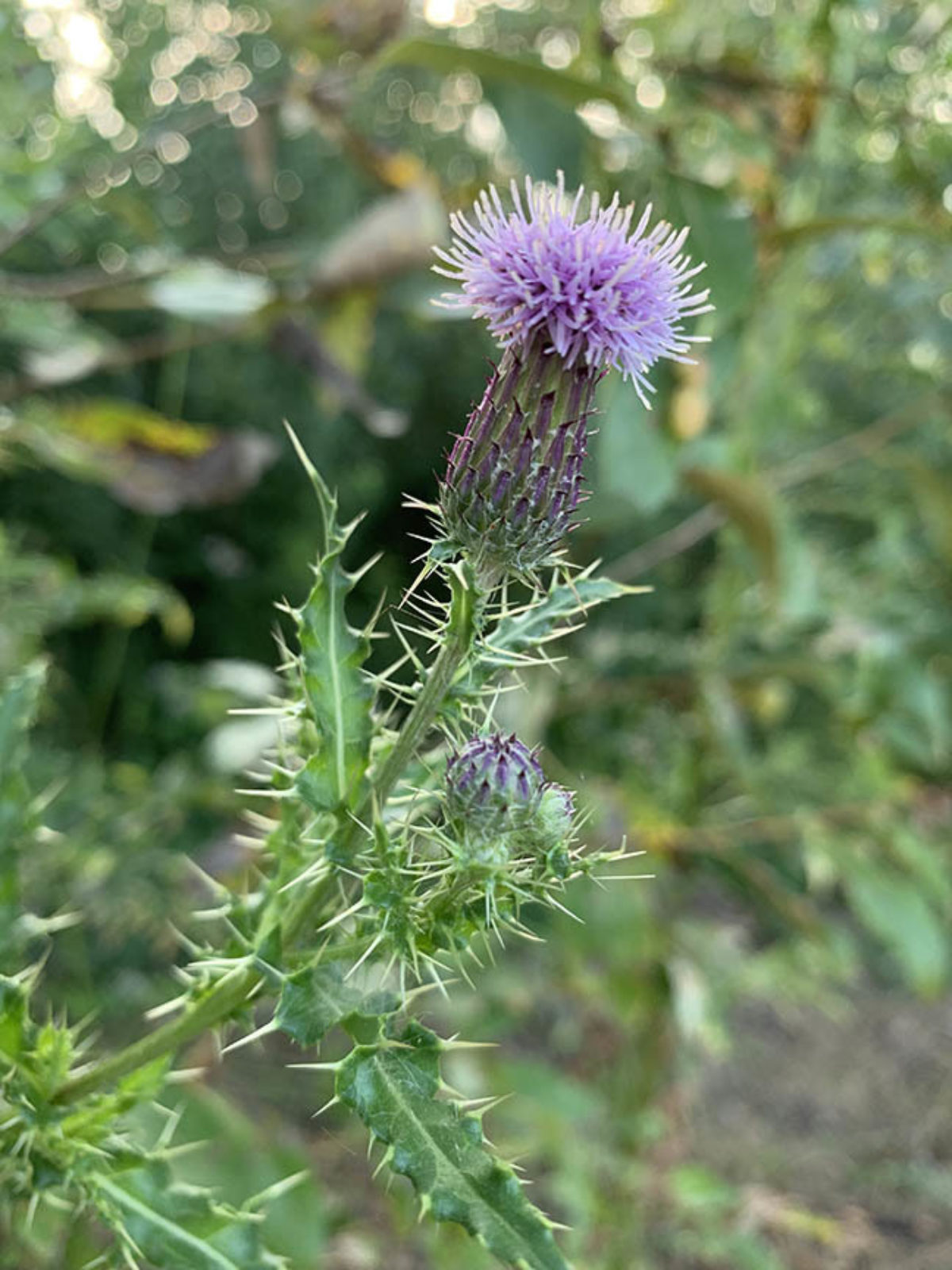 what kills thistle weeds