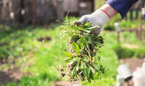 does baking soda kill weeds