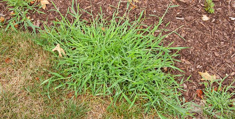 will weed and feed kill crabgrass