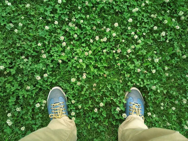 what kills weeds but not clover