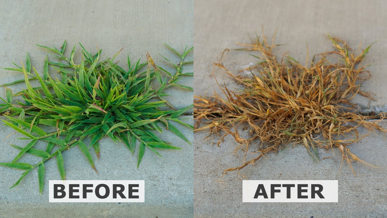 what kind of vinegar kills weeds