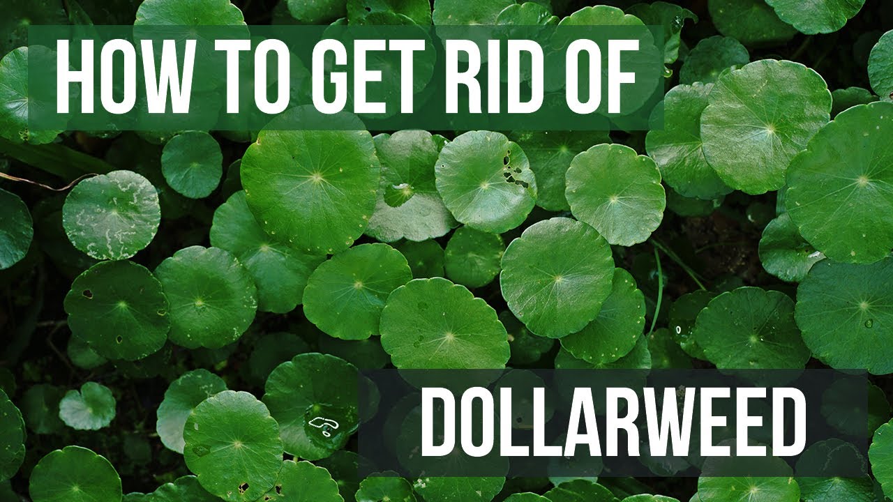 how to kill dollar weed
