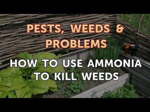 will ammonia kill weeds