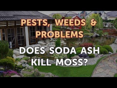 do ashes kill weeds