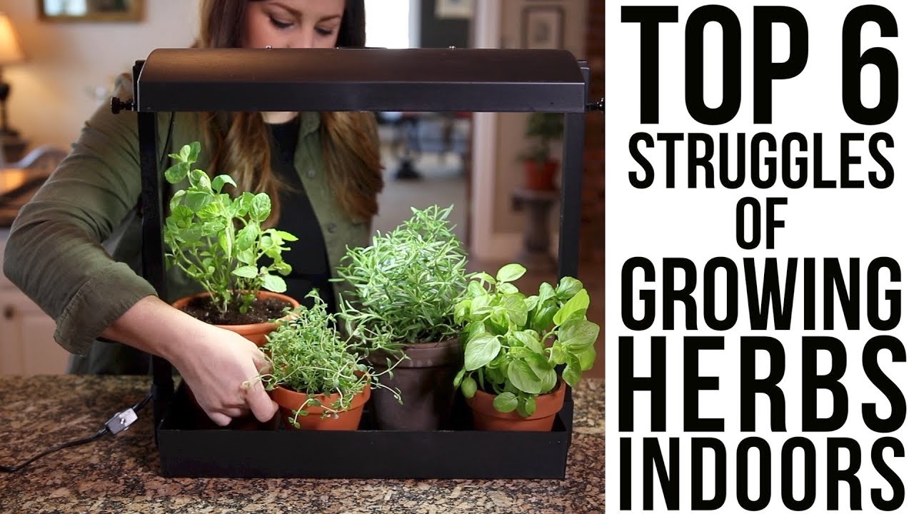 how to grow herbs indoors with grow lights