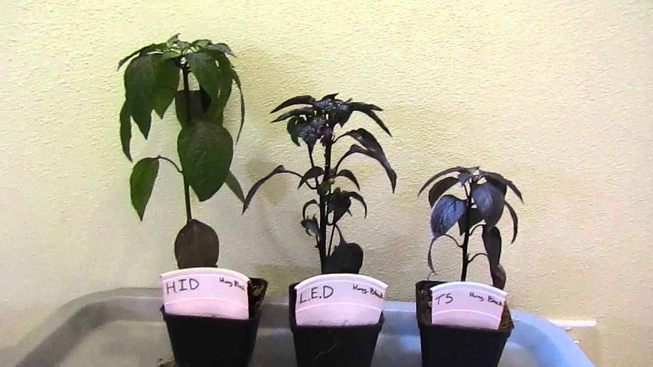 are led grow lights better than fluorescent
