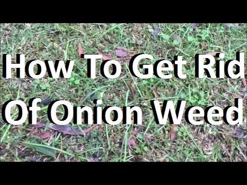 how to kill onion weed