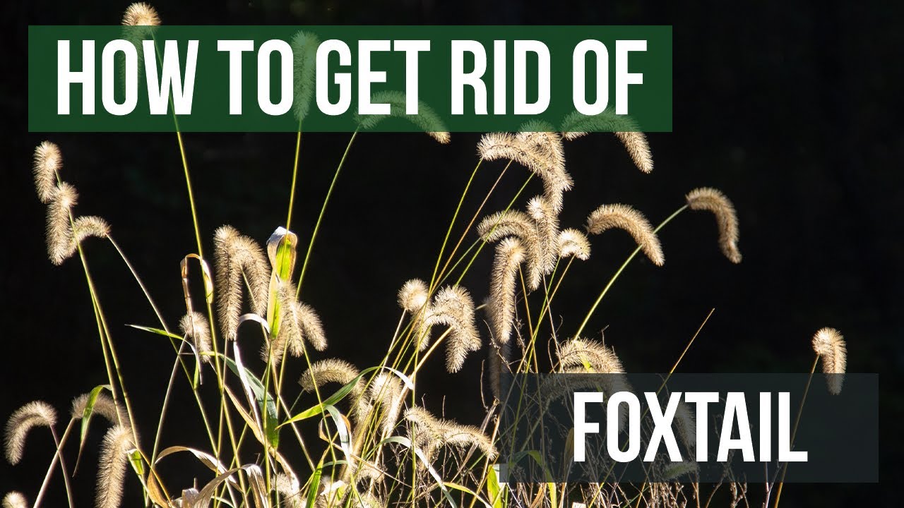 how to kill foxtail weeds