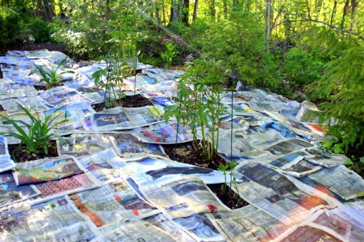 does newspaper kill weeds