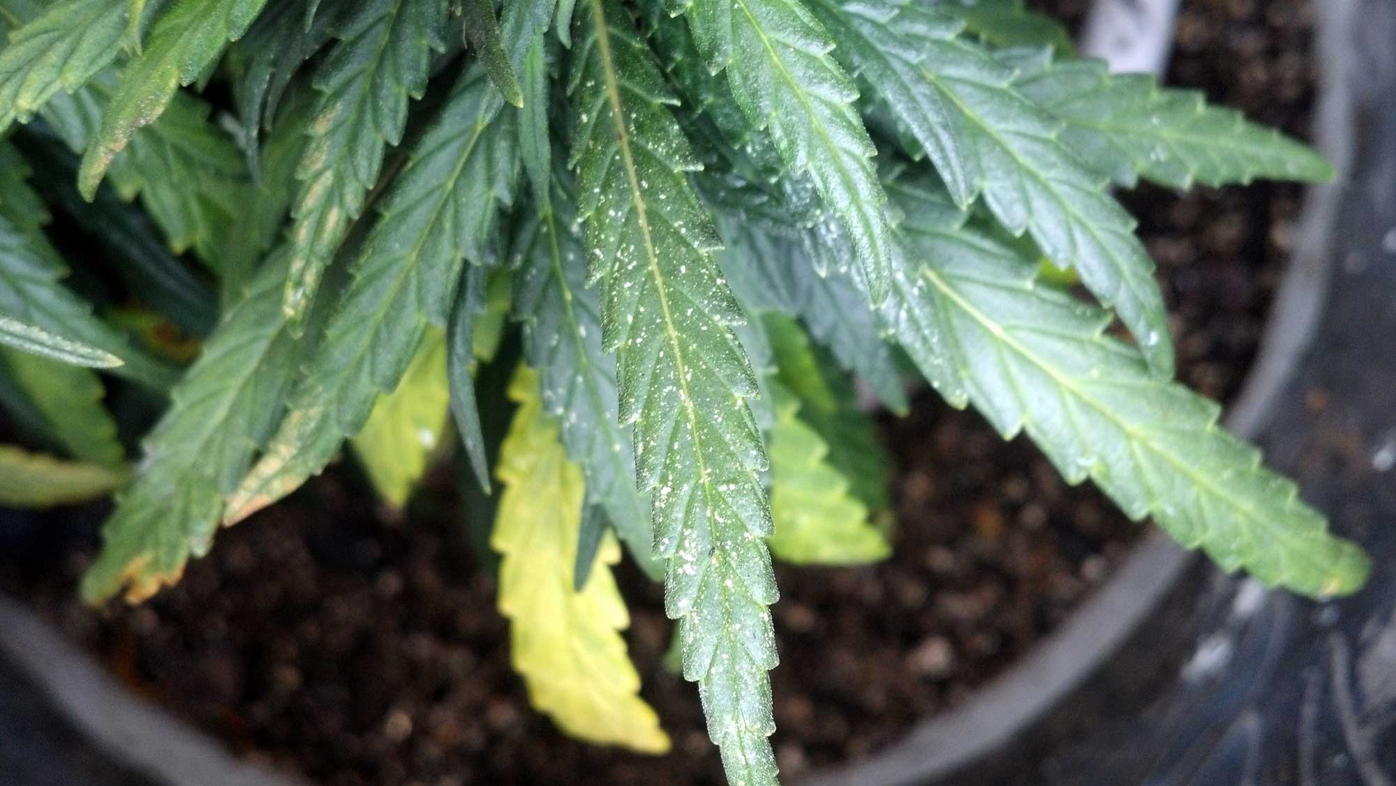 how to kill spider mites on weed plants