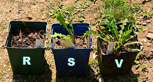 does vinegar and epsom salt kill weeds