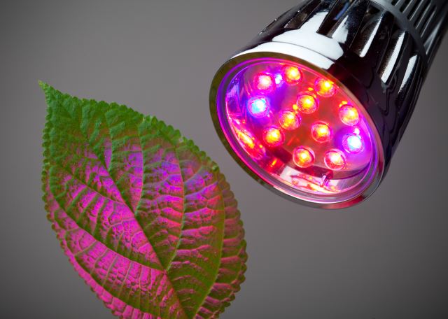do grow lights give you vitamin d