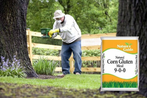 does cornstarch kill weeds