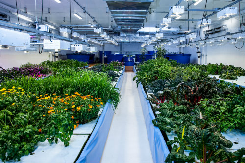 are led grow lights good for flowering