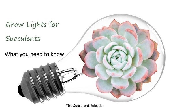 how to use grow lights for succulents