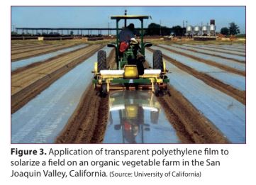 how to sterilize soil to kill weeds
