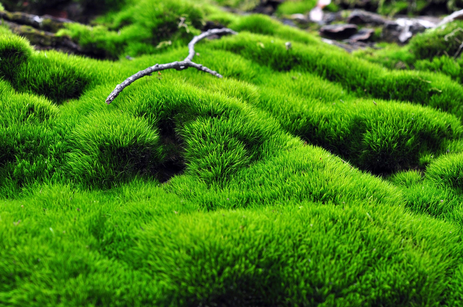 how to kill weeds but not moss