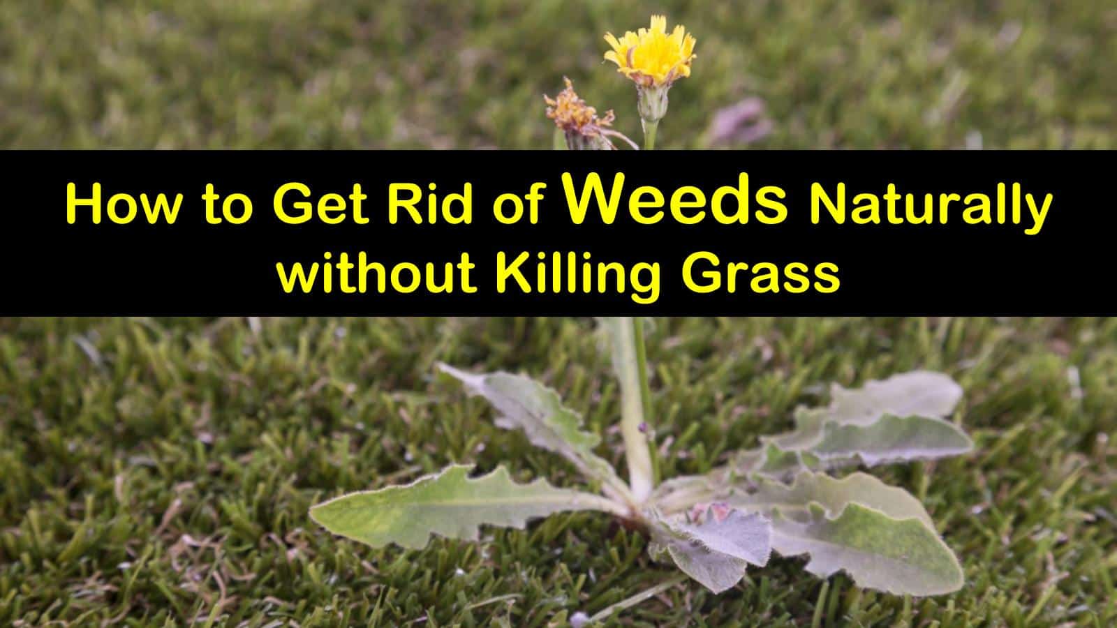 how to kill weeds without killing grass