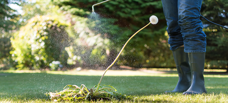 how long for weed killer to work