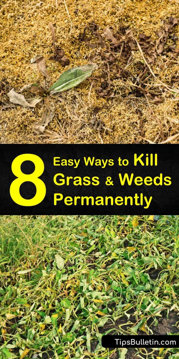 what kills weeds permanently
