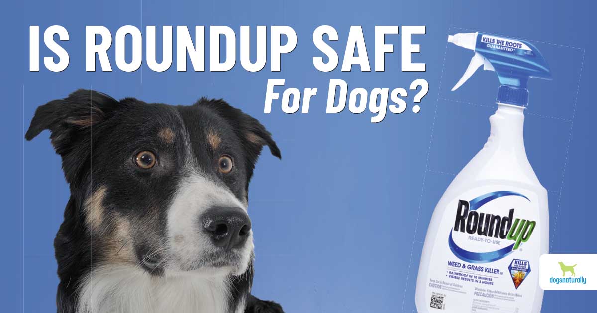 is weed killer safe for dogs