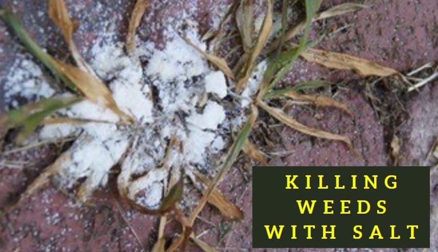 how to kill grass and weeds with salt