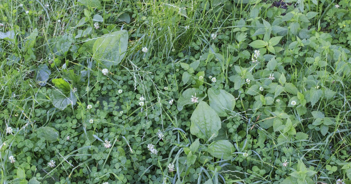 will overseeding kill weeds