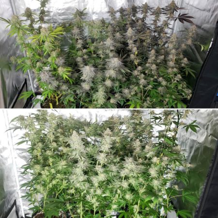 difference between led lights and led grow lights