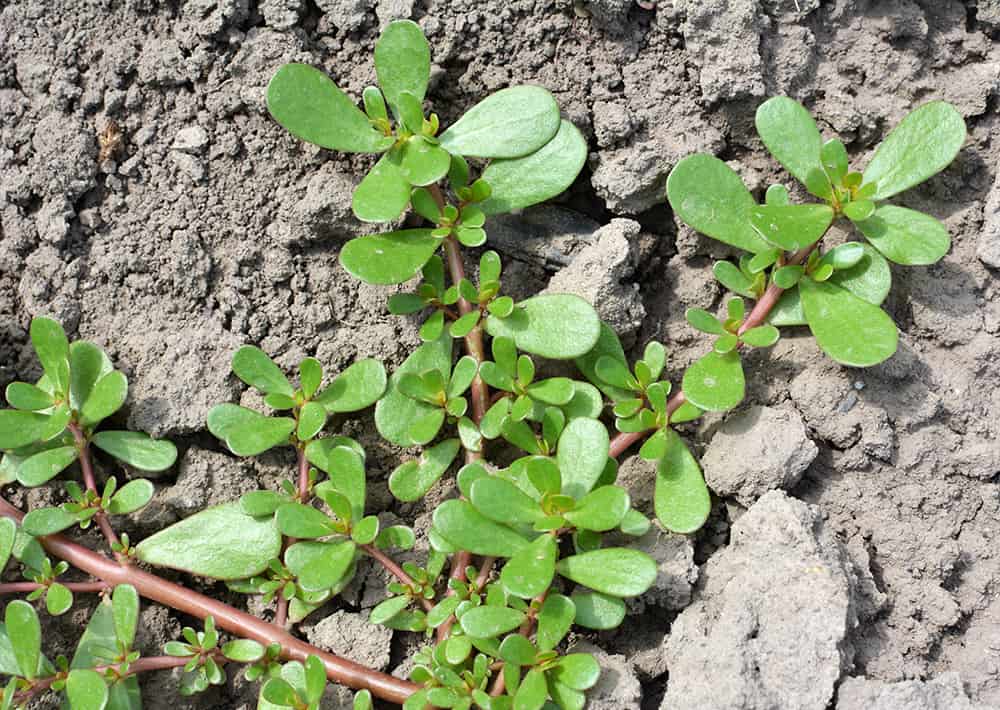 how to kill purslane weed