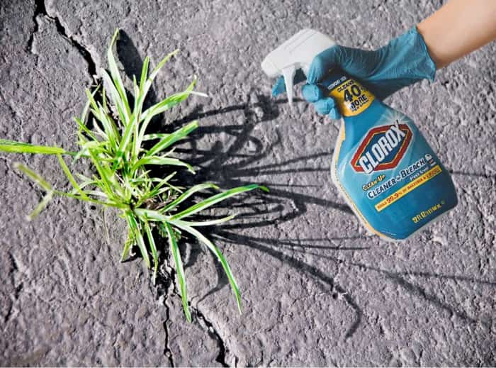 will bleach kill weeds between pavers