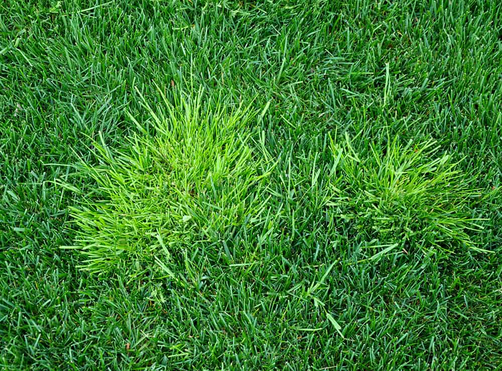 what kills poana weed