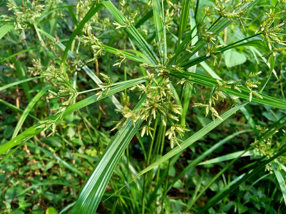 does spectracide weed stop kill nutsedge