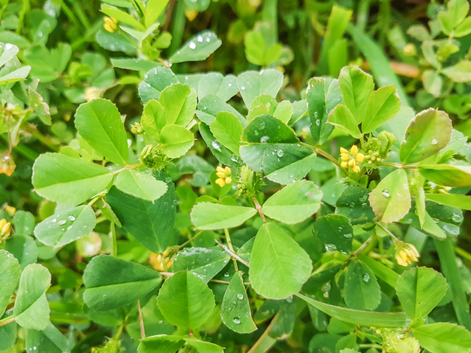 what kills burr weed