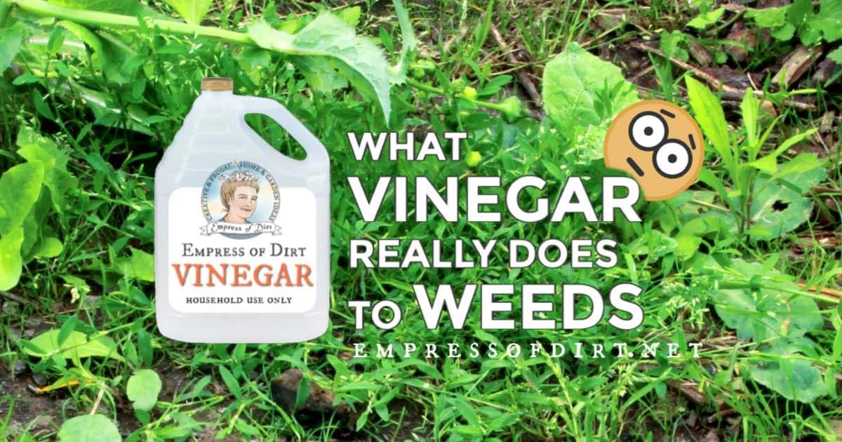 does vinegar kill weeds to the root