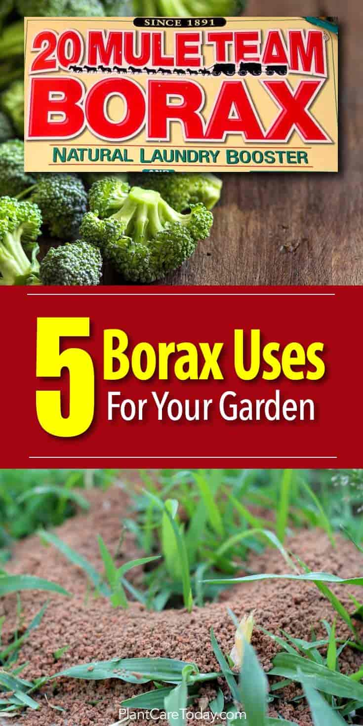does borax kill weeds
